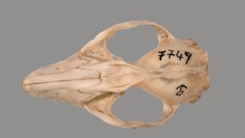 Media type: image; Mammalogy BANGS-7749 Description: Marmosa robinsoni dorsal cranium;